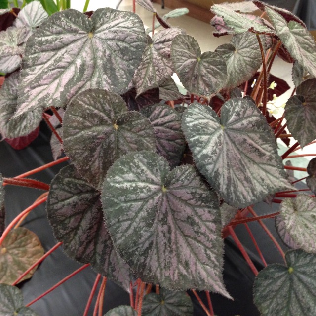B. ‘Stormy Sunset’